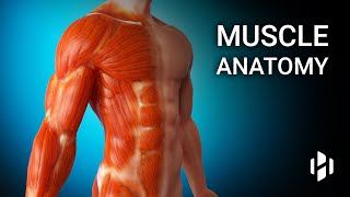 Anatomy of Human Muscles [upl. by Tristam]