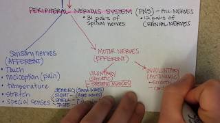 Nervous System Overview [upl. by Notnroht]