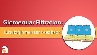 Glomerular Filtration Tubuloglomerular Feedback [upl. by Valora]