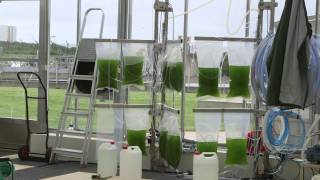 Kalundborg E4Water Using microalgae to convert industrial wastewater into high value byproducts [upl. by Whyte]