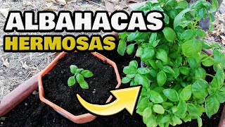 Cultivar ALBAHACA CUIDADOS y SIEMBRA en Casa 🌿 SEMBRAR en MACETA 💚 Para Que Sirve la Albahaca [upl. by Mastic]