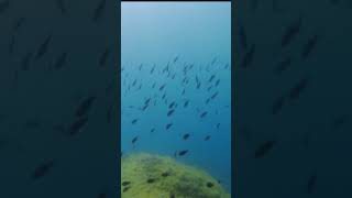 Scuba Diving Croatia [upl. by Colman]