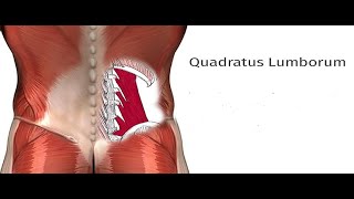 Two Minutes of Anatomy Quadratus Lumborum QL [upl. by Lamoureux]