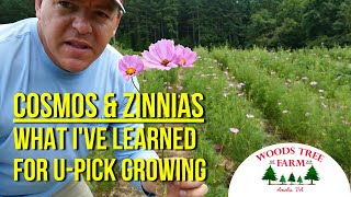 What Ive Learned About Cosmos and Zinnias for UPick Flowers [upl. by Yrral44]