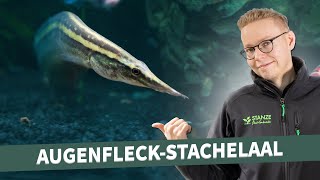 Fischvorstellung  AugenfleckStachelaal [upl. by Janetta]