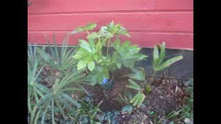 How to plant Fatsia japonica [upl. by Clarisse]