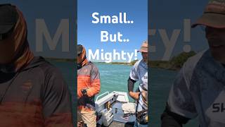 Best Barramundi Fishing in Australia [upl. by Krishna]