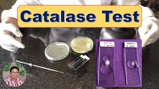 Bacterial Identification Tests Catalase Test [upl. by Nreval]