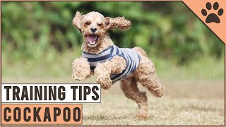 How To Train A Cockapoo [upl. by Mitchell]