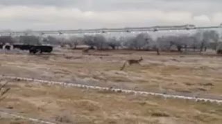 Oklahoma Hunter Catches Kangaroo On Camera  Kangoroo In Oklahoma [upl. by Chun]