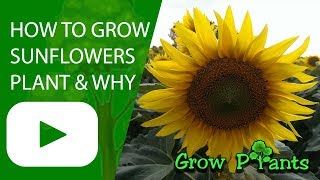 How to grow Sunflower plant amp Why to grow [upl. by Mountford]