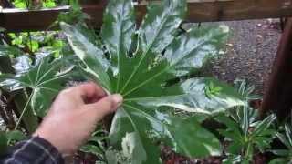 Growing Fatsia japonica [upl. by Melania]