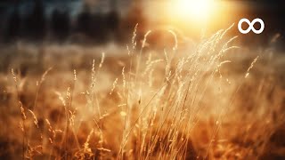 Peaceful Morning Relaxing Instrumental Music Opus 1 [upl. by Attennyl]