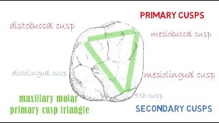 Permanent Maxillary 1st molar  Part 2 occlusal aspect [upl. by Eidua136]