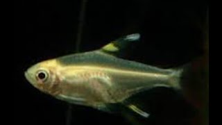 X Ray fish  LEARN TO READ SERIES  Learn about X RAY TETRA FISH with verbal cues [upl. by Ymia]