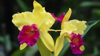 Growing and Repotting Cattleya Orchids [upl. by Garey472]