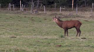 Brame du Cerf  2020  Cantal France [upl. by Ruenhs142]