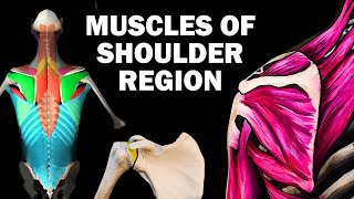 Shoulder Dislocation explained in 90 seconds [upl. by Christianson]