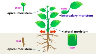 Types of Plant Cells [upl. by Banebrudge10]