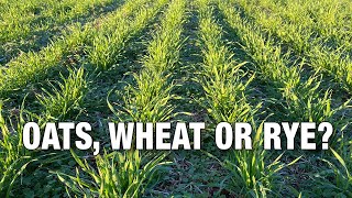 Oats Wheat or Rye Which Should You Plant in your Deer Food Plots [upl. by Eserahc]