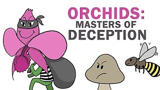 Orchids The Masters Of Lying Cheating amp Stealing [upl. by Lemuel474]