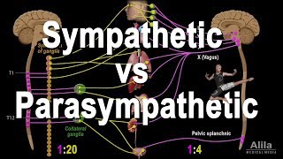 Autonomic Nervous System Sympathetic vs Parasympathetic Animation [upl. by Marena815]