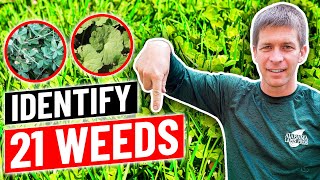 Weed Identification  Identify 21 Common Weeds in Lawn [upl. by Aiet]