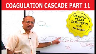 Coagulation Cascade  Part 1112 [upl. by Ynoble]