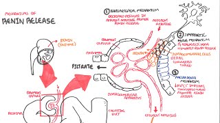 Mechanisms of Renin Release [upl. by Suravart]