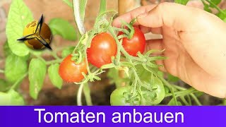 Tomaten selber ziehen Tomatenanbau für Anfänger [upl. by Taimi]