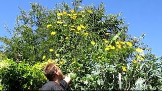 12 ft Tall Perennial Sunflower With Edible Tubers  Helianthus tuberosus [upl. by Gerhard991]