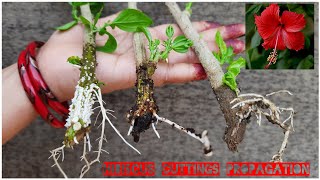 THREE EASY WAY TO PROPAGATE HIBISCUS FROM CUTTINGS WITH RESULT AND COMPARISON [upl. by Scrivings]