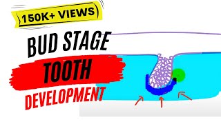 Development of tooth  Bud Stage [upl. by Lustig523]