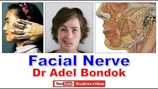 Facial Nerve Dr Adel Bondok [upl. by Ear844]