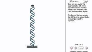 DNA Supercoiling Animation [upl. by Esiralc]