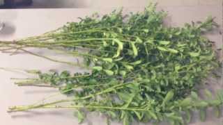 Stevia harvest and drying method [upl. by Sylvan19]