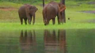 Thekkady Wildlife Destination Idukki Kerala India [upl. by Baillie]