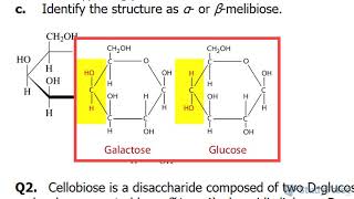 Glycosidic Bonds in Disaccharides Explained [upl. by Maxi591]