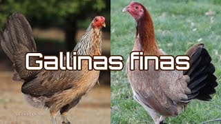 Gallinas para cría gallinas finas puras Cual Linea es tu favorita15 mejores lotes de gallinas finas [upl. by Caffrey]