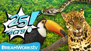 25 Facts About the AMAZON RAINFOREST  25 FACTS [upl. by Bogusz]