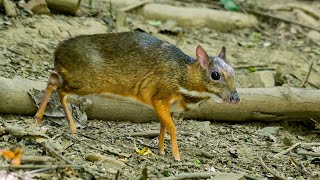 Mouse Deer Smallest Hoofed Mammal [upl. by Allisan151]