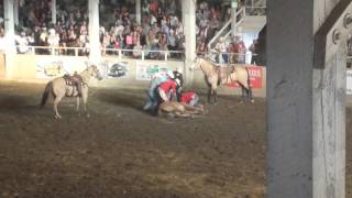 Horse breaks neck in rodeo [upl. by Eetsirhc]