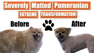 Matted Pomeranian Gets Shaved  Pet Grooming Transformation [upl. by Epilihp]