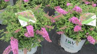 Buddleia Pugster Pink®  SUPERB Compact Butterfly Bush With Large Fragrant Bright Pink Flowers [upl. by Danziger]