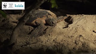 Hawksbill Turtle Nesting 🥚 WWFAustralia [upl. by Bourgeois]