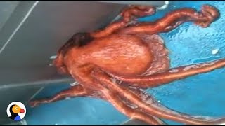 Huge Octopus Escapes Through Smallest Hole  The Dodo [upl. by Ahtivak]