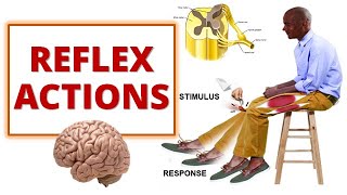 REFLEX ACTIONS Cranial and Spinal Reflexes [upl. by Adlesirhc818]