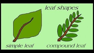 Types Of Leaves  Science For Kids  All About Plant Leaf [upl. by Aseiram292]