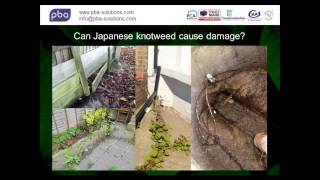 Dealing with Japanese Knotweed the facts [upl. by Leitnahs50]