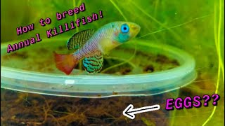 How to Breed Annual Killifish Nothobranchius [upl. by Thedrick]